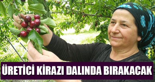 Böyle Giderse Kiraz Dalda Kalacak