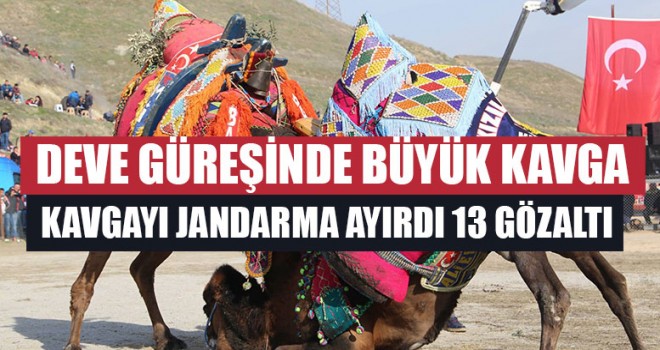 Deve Güreşinde Büyük Kavga