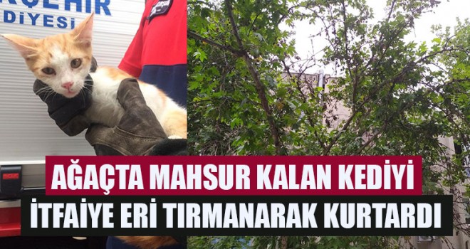 Ağaçta Mahsur Kalan Kediyi İtfaiye Eri Tırmanarak Kurtardı