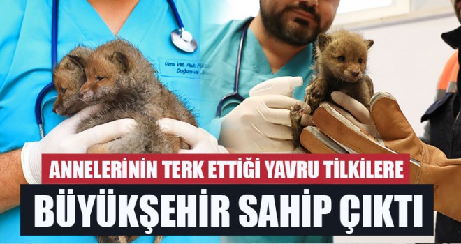 Annelerinin Terk Ettiği Yavru Tilkilere Büyükşehir Sahip Çıktı