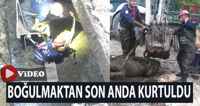 Denizli'de itfaiyeden inek kurtarma operasyonu