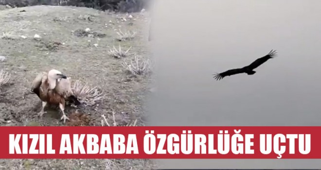 Kızıl Akbaba Özgürlüğe Uçtu