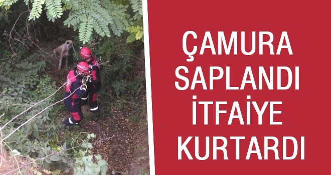 Uçurumdan düştü Çamura Saplandı