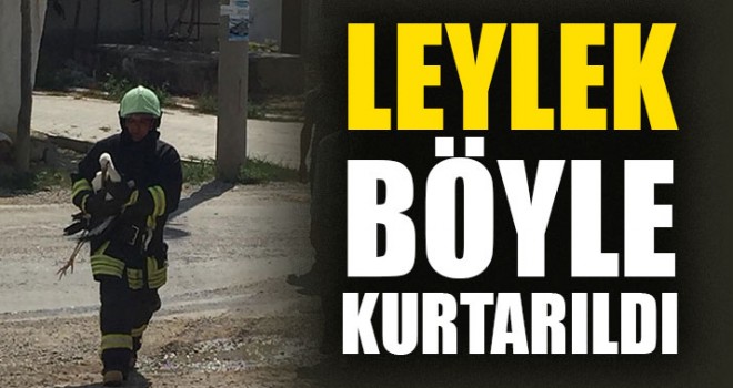 Leylek Böyle Kurtarıldı