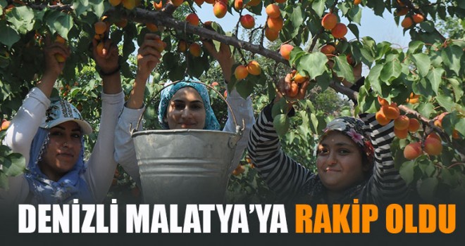 Denizli'de kayısı üretimi