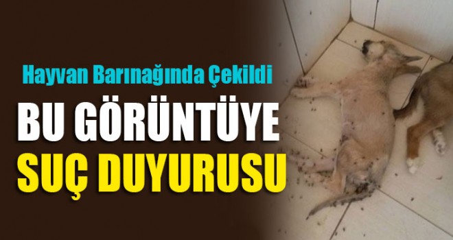 Denizli Hayvan barınağındaki görüntüye Suç Duyurusu