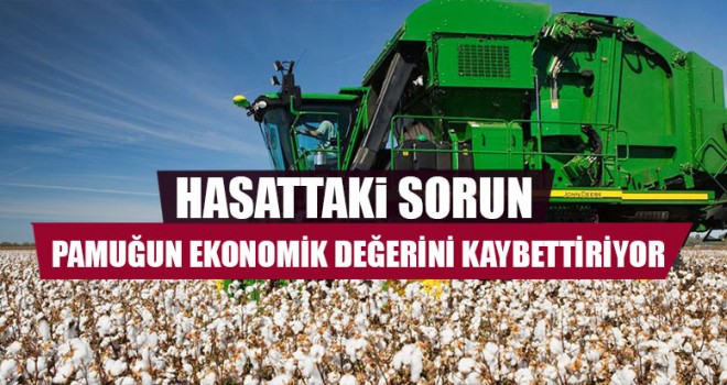 Hasattaki Sorun Pamuğun Ekonomik Değerini Kaybettirir