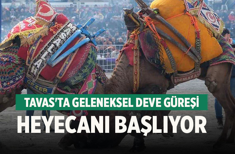 Tavas'ta Geleneksel Deve Güreşi Heyecanı Başlıyor