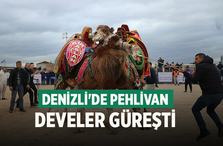 Tavas'ta pehlivan develer güreşti